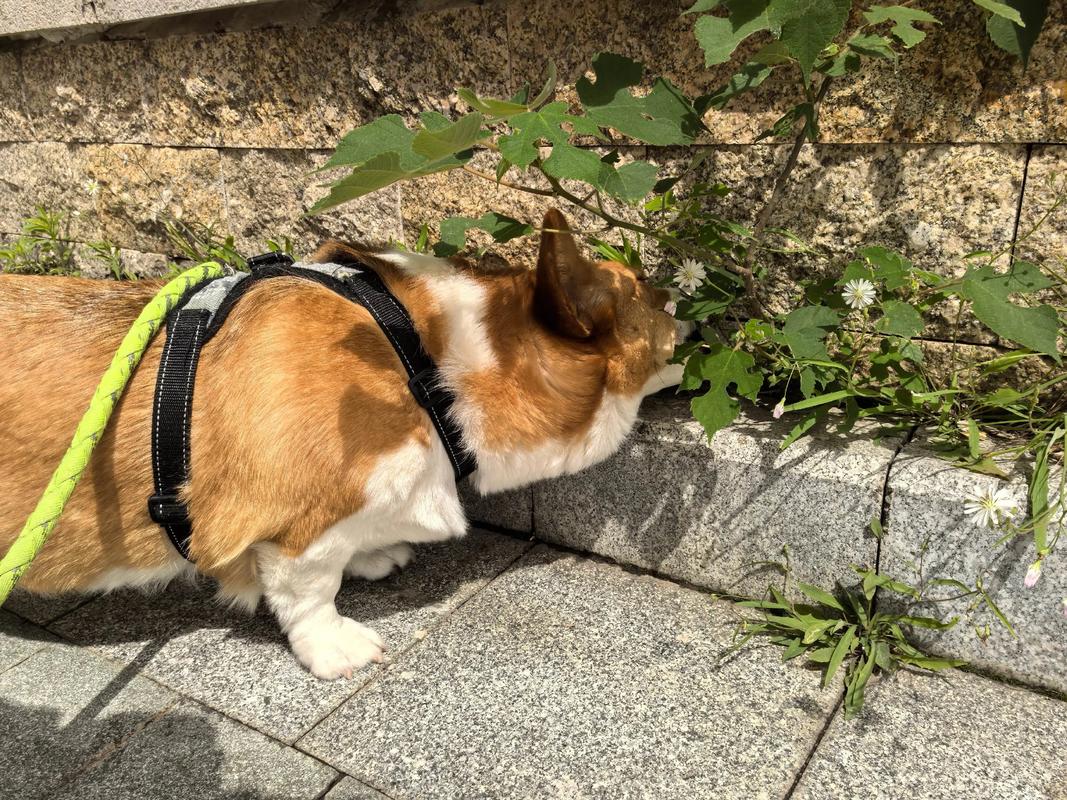 宠物日常(宠物日常视频)