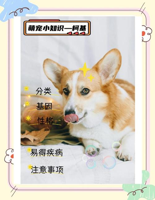 宠物日常（萌宠互动）（宠物日常小知识）