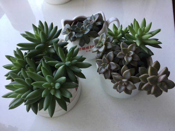 包含打工人办公室植物生存报告的词条