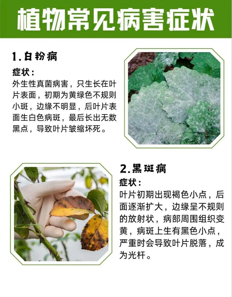植物遭遇虫害的SOS信号(植物害虫的危害症状)