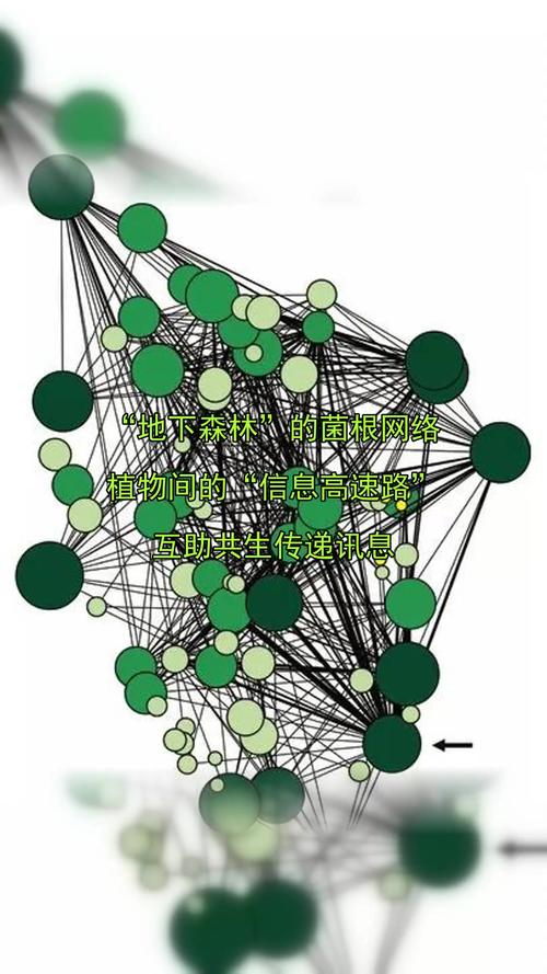 真菌网络的地下互联网(地下真菌图片)
