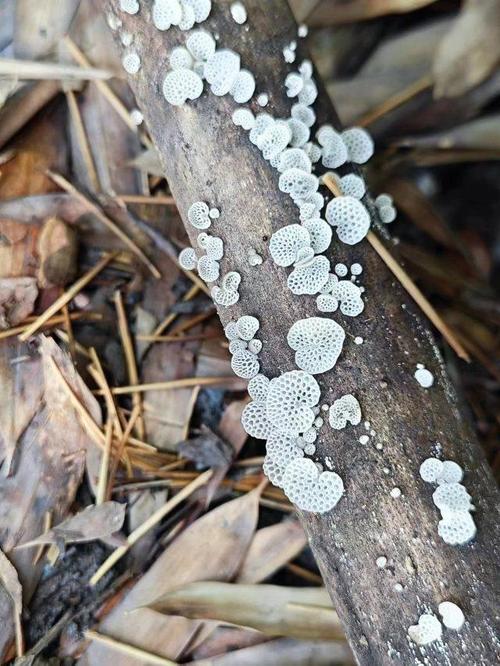 真菌网络的地下互联网(地下真菌图片)