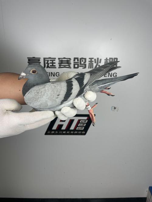 东川豪庭赛鸽公棚春棚具体在什么位置 豪庭公棚赛鸽中心春棚