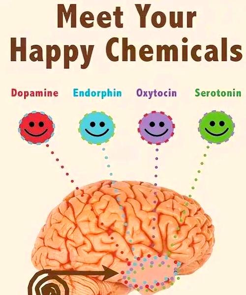 苯基乙胺与爱情是什么意思 苯基乙胺与爱情的关系