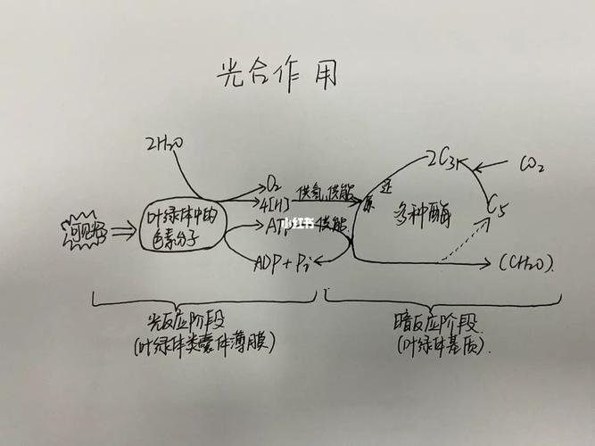 光合作用原理(黑白瓶法测光合作用原理)