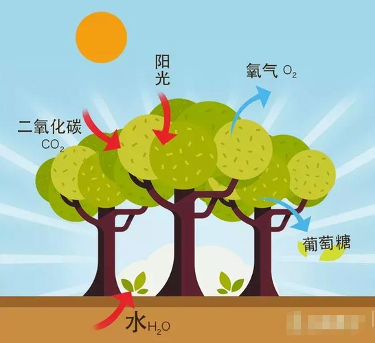 光合作用原理(黑白瓶法测光合作用原理)