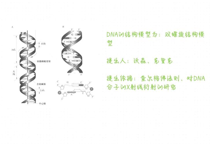 DNA双螺旋结构（dna双螺旋结构是哪一年发现的）