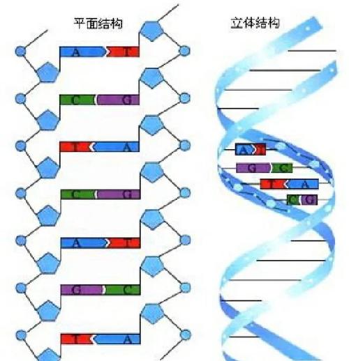 DNA双螺旋结构（dna双螺旋结构是哪一年发现的）