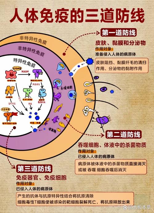人体免疫系统（人体免疫系统的主力细胞）
