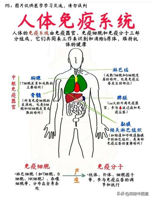 人体免疫系统（人体免疫系统的主力细胞）